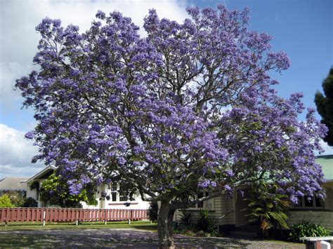 jacaranda wikipedia